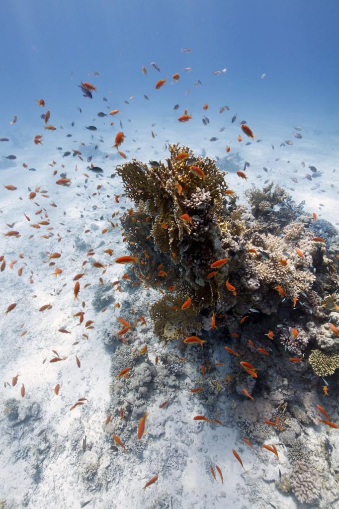 tragamonedas maquinas