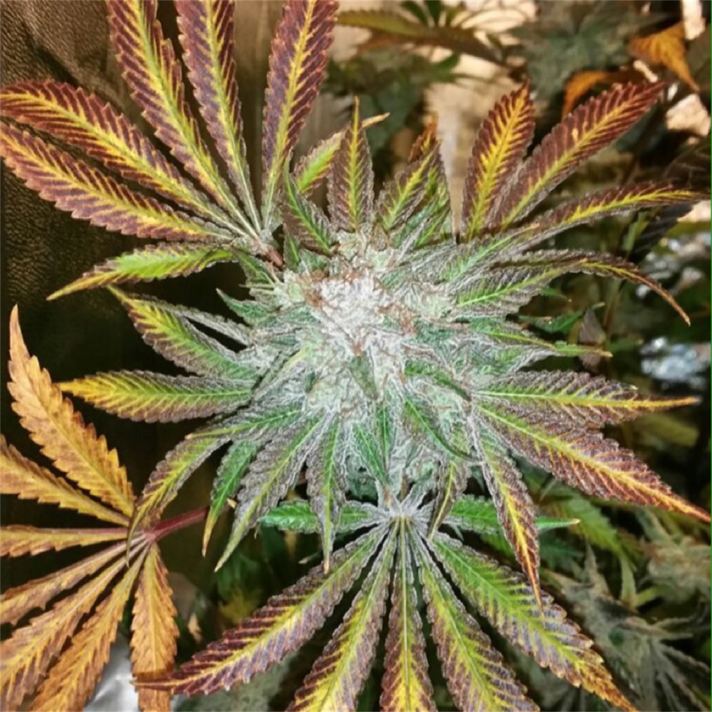 gelato weed uk