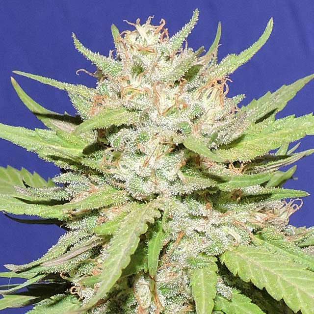 cannabis flowers online